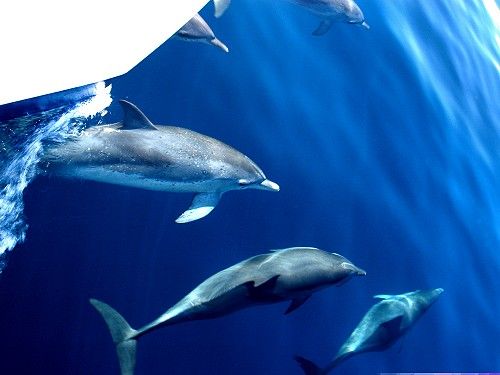 delfini fotografati dal catamarano Sun Tropique