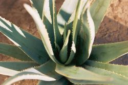 Pianta di Aloe Vera dalle sue molteplici proprietà benefiche