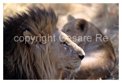Leone nel parco del Chobe, in Botswana (Africa)